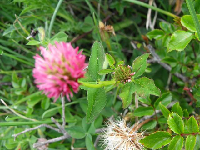 Trifolium physodes